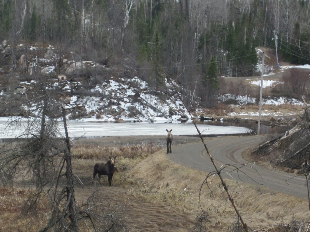 Moose on the Gunflint Trail Moose Pond Drive near Saganaga Lake