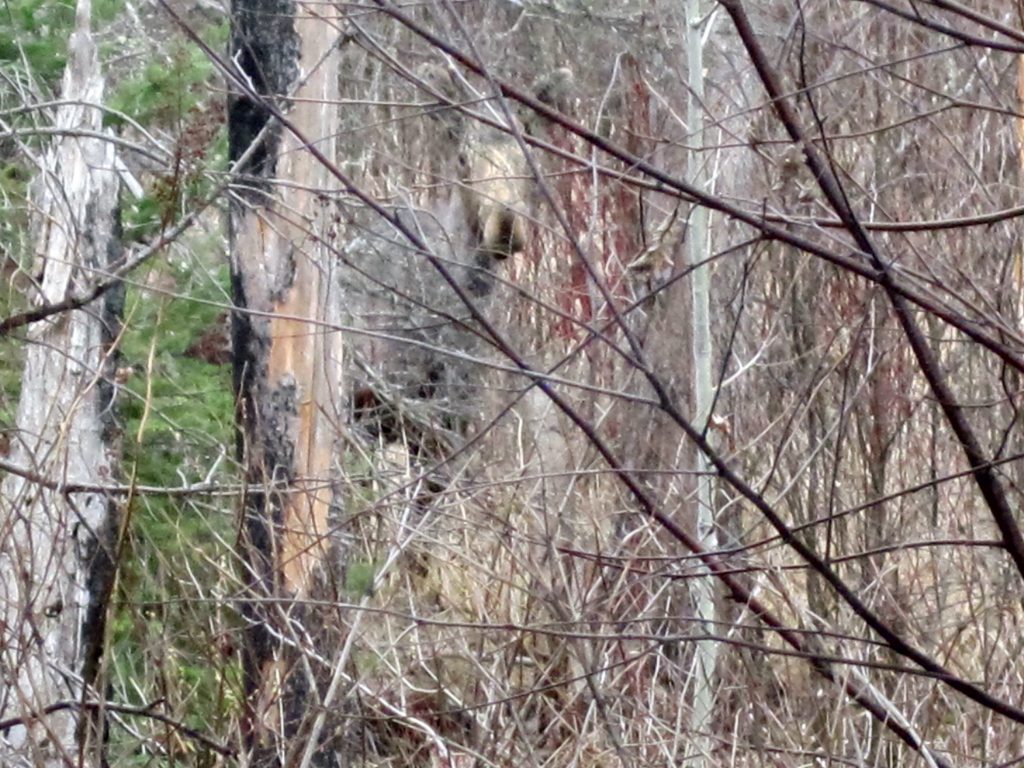 Peekaboo Moose in the Superior National Forest