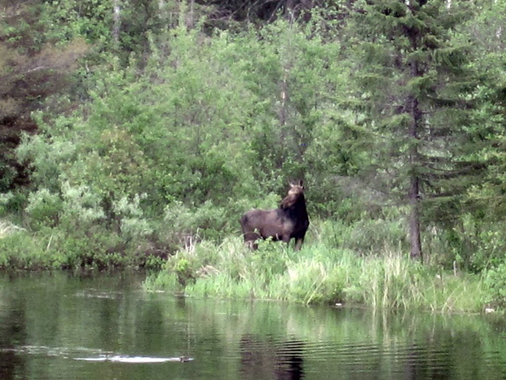 Moose on the edge of Saganaga Lake on the Gunflint Trail