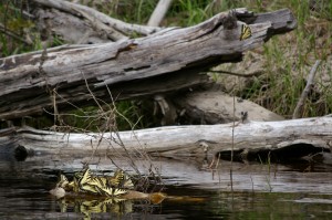 Trip Quetico Solo 2013 061