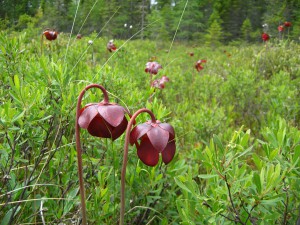 Pitcher plant flowers