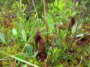 Pitcher plants