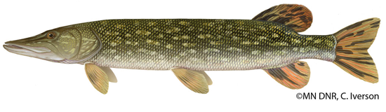 Click for more northern pike information from the MN DNR.