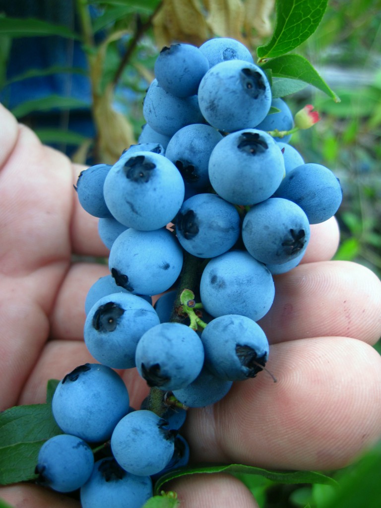 Boundary Waters berry picking blueberries 