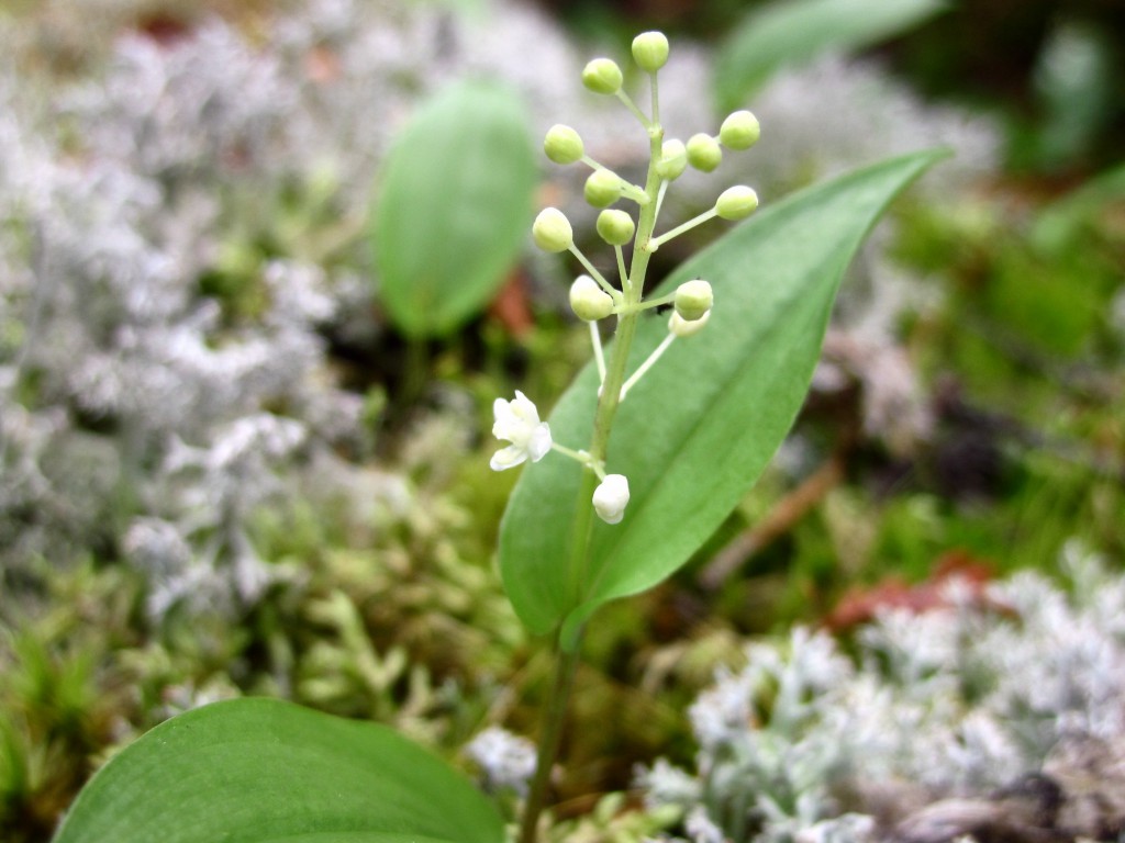 False Lily of the Valley Boundary Waters Wildflower