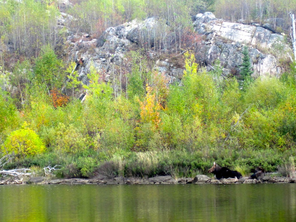 Boundary Waters moose Saganaga Lake 