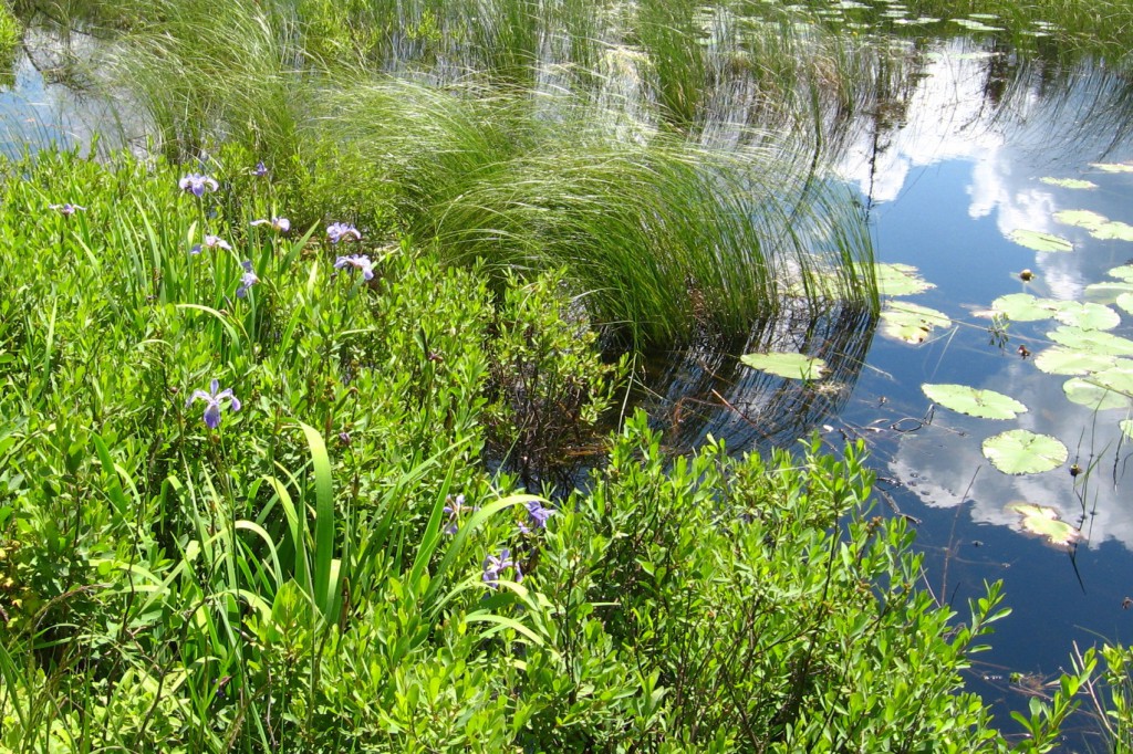 Iris on Flying Lake1