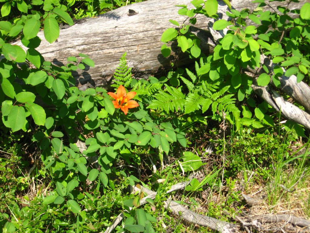 WoodLily