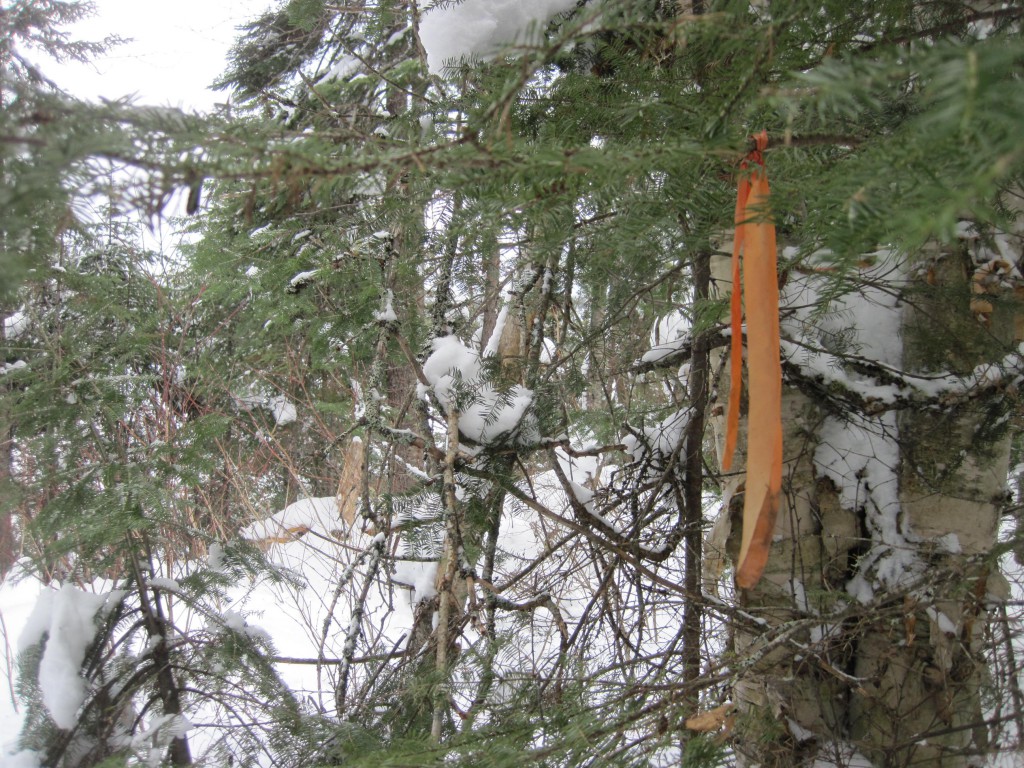 Oh the joy: flagging! Mavis to Missing Link portage. 