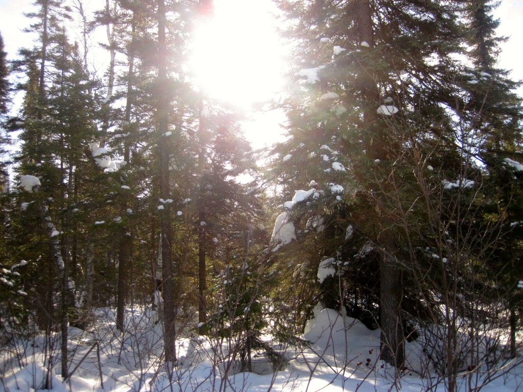 February Sunshine on Tuscarora Portage BWCA