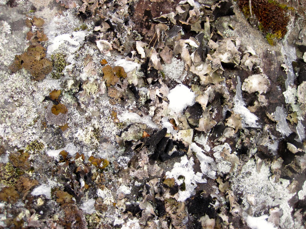 Tuscarora Lake cliff lichen 