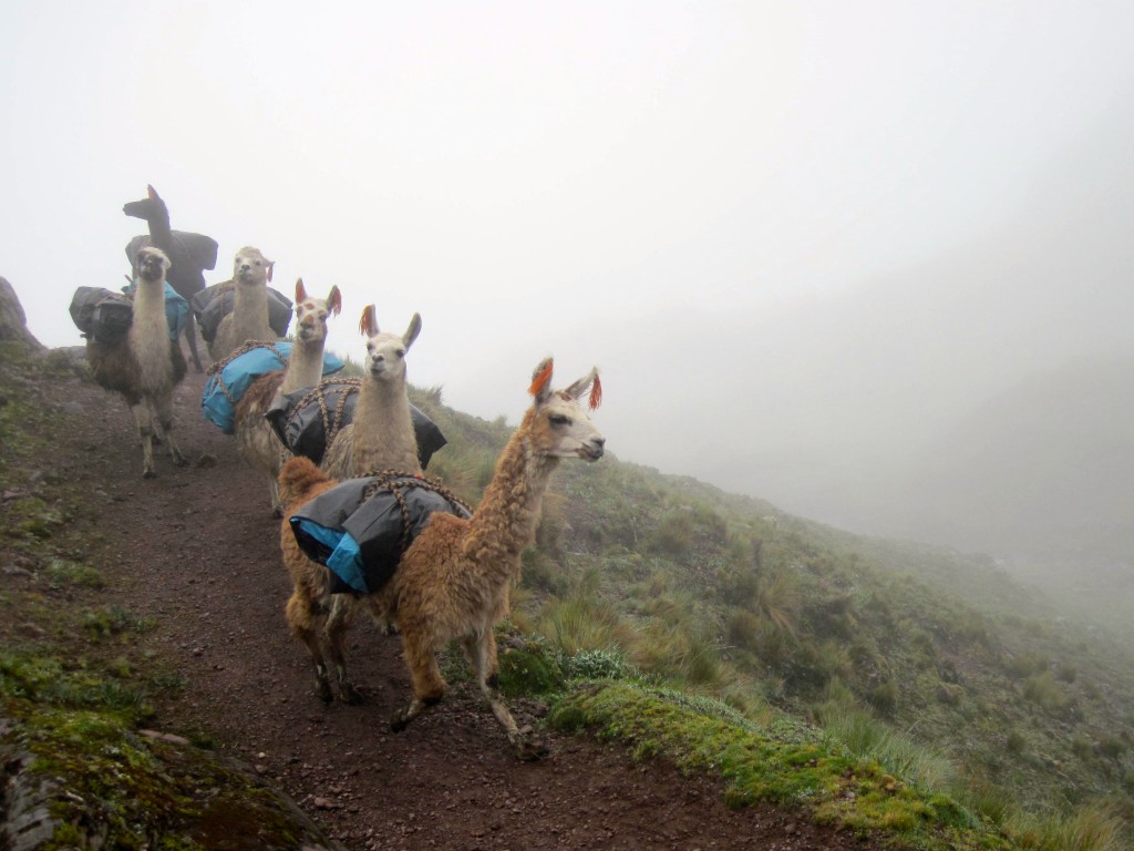 Llamas carrying backpacking gear on the Lares Trek in the Peruvian Andes 