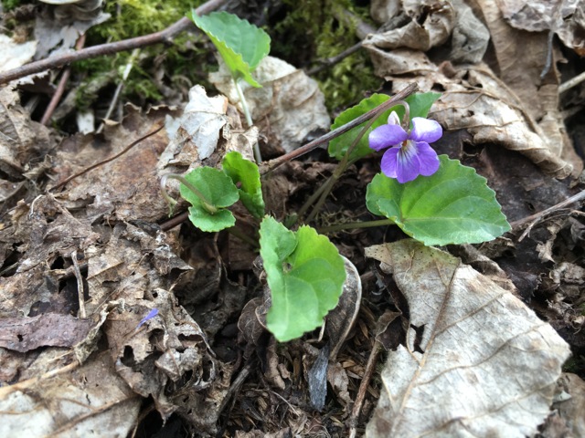 Purple Violet blooming in the Boundary Waters spring time 