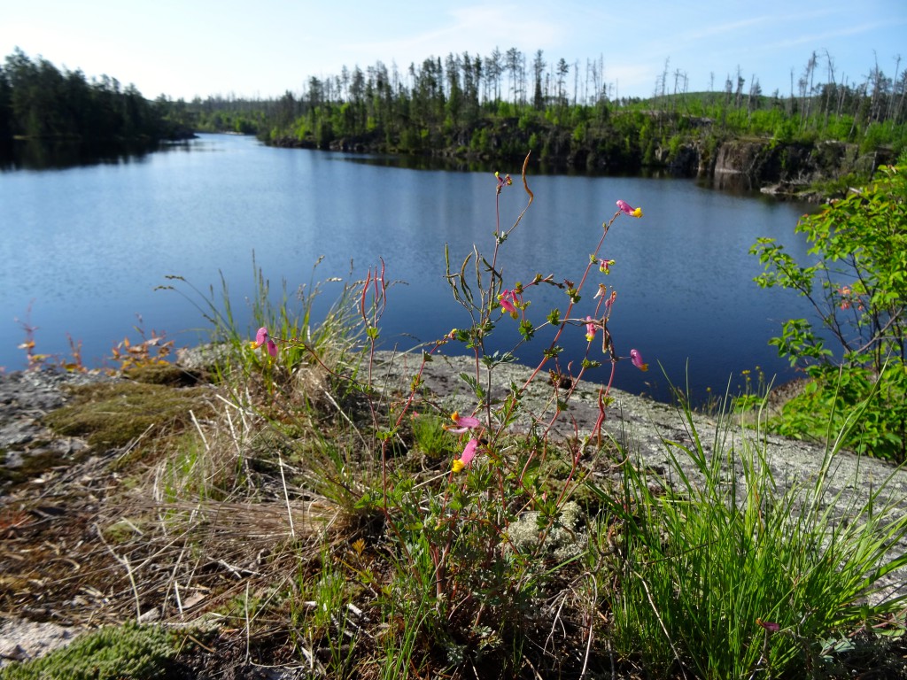 Corydalis on Granite River BWCAW campsite 