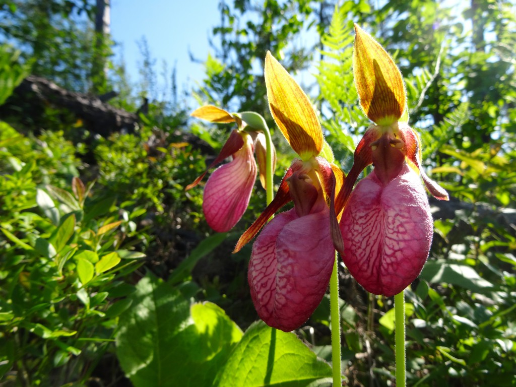 Pink Moccasin flowers blooming in the BWCA Gunflint Trail 