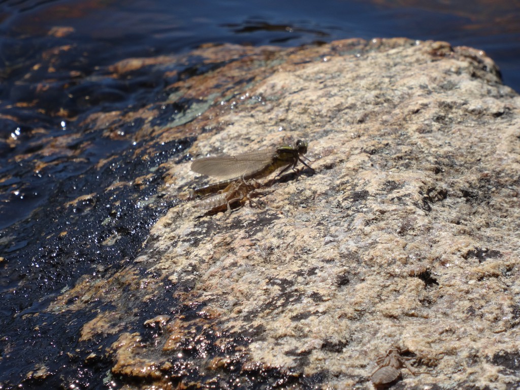 Dragonfly nymph hatch in the Boundary Waters 