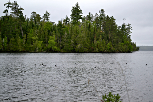 Quetico Loons Rafting