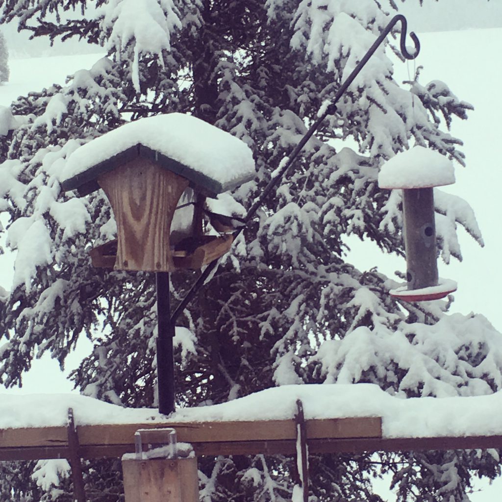 Chickadee songbird at the bird feeders 