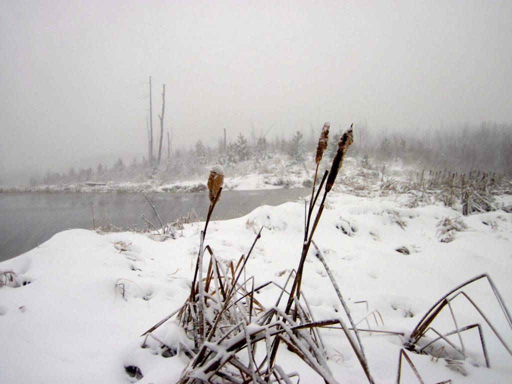 Cattails in the snow off the Gunflint Trail