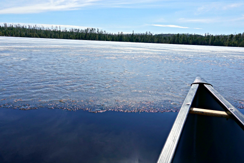 Iced In Ham Lake April