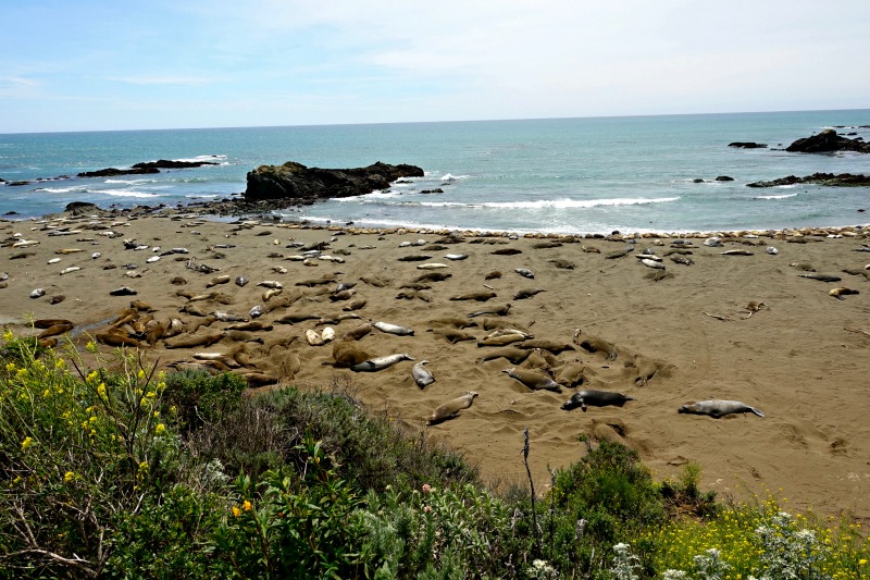 Elephant Seals San Simeon