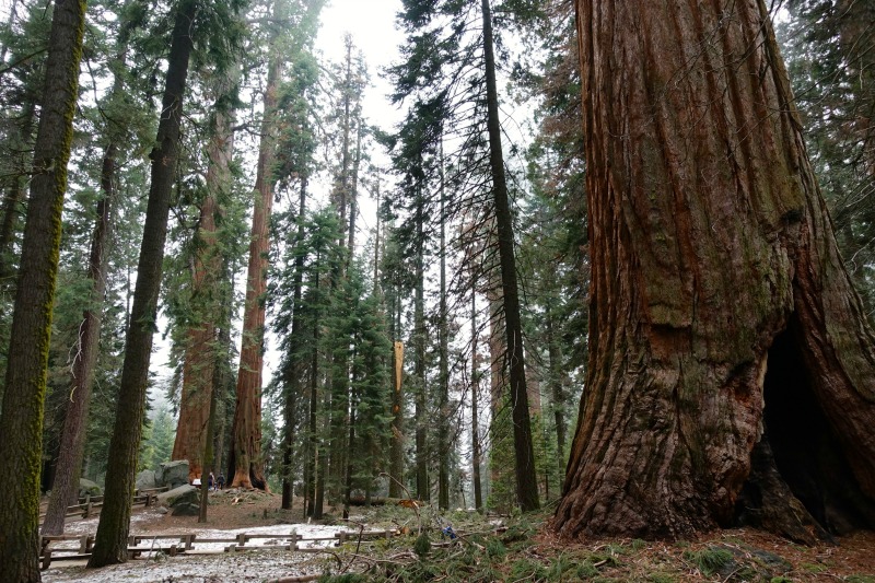 Sequoia NP