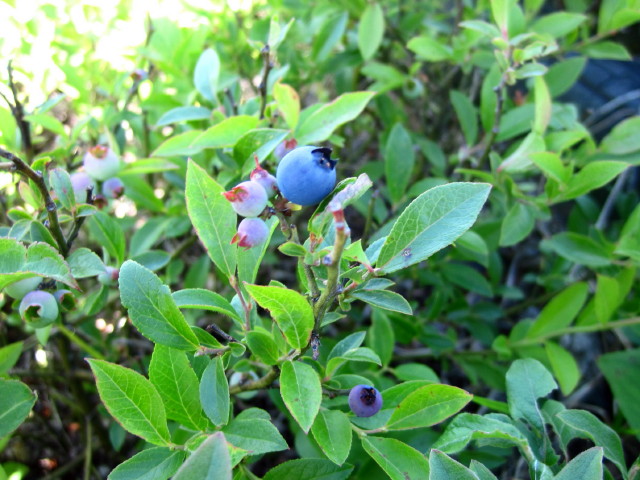 Blueberry1