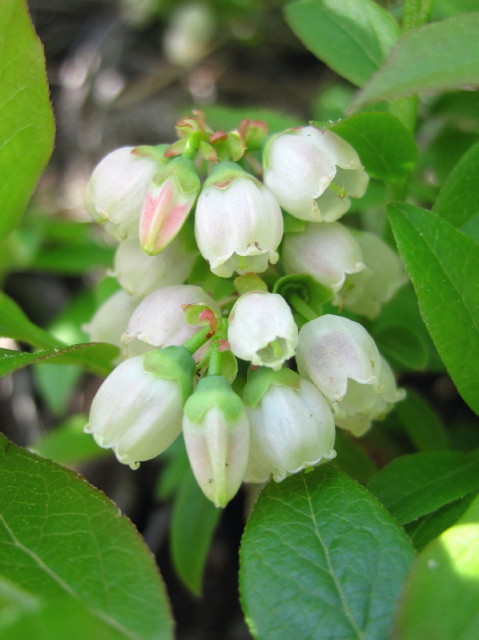 BlueberryBlossoms5212012