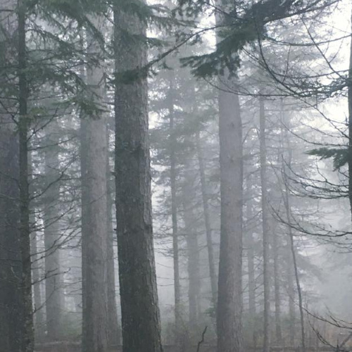 Misty George Washington Pines ten minutes outside of Grand Marais, MN offers 3.3 km hiking or cross country ski trail